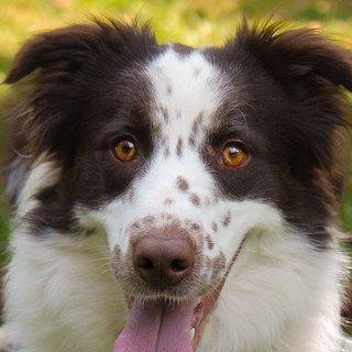 Beispielprofil Bruno